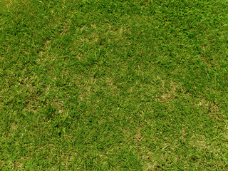 Fototapeta na wymiar outdoor green grass texture background
