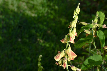 pink plant in the middle of garden