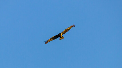 eagle in flight