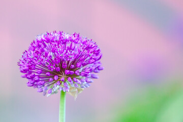 One flower on a background of blurred grass background copy space