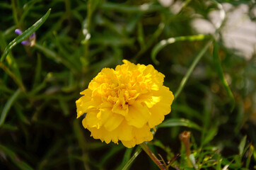 Lonely yellow blooming flower in a backyard
