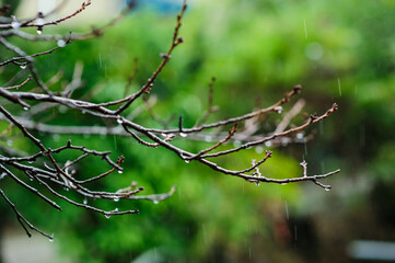 비오는 날의 나뭇가지에 맺힌 빗방울. 떨어지는 빗방울 사진. 