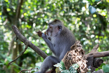Closeup of Balinese  Long Tailed Monkey, sitting on tree branch, eating. Profile view. Forest in background. In Ubud, Bali, Indonesia. 
