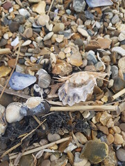 Shells dried crab and stones on the beach