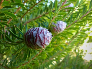 Leucodendron Flower Cone