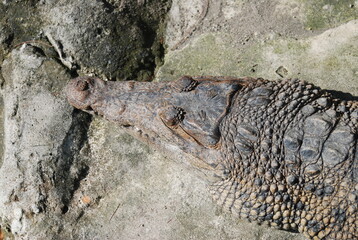 crocodile in the zoo