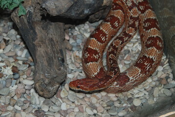 snake in the grass