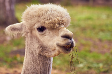 Obraz premium Alpaca close up portrait with blurred background. Copy space.