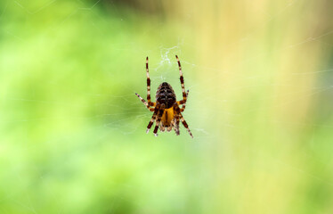 A Female Orb-Weaver Spider Weaving Her Web