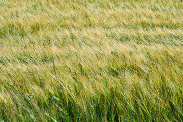 A wheat field as a natural background.