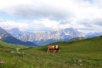 Fototapeta na wymiar Zwei Simmentaler Rinder auf einer Bergwiese in den Dolomiten in Südtirol Italien