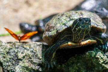 A butterfly next to a turtle