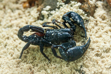 A black Scorpion
