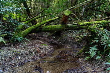 Stream go through the forest in Fukuoka prefecture, JAPAN