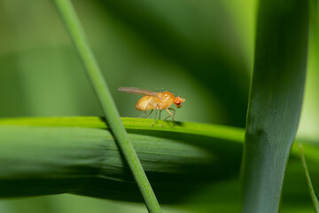 little red-eyed fly on grass