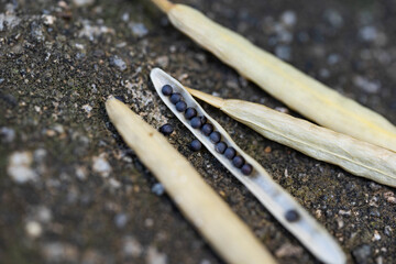 Seeds of canola flower are on a stone.