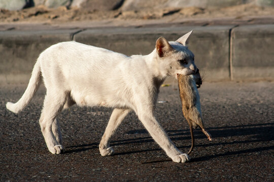 A white cat walking away with a rat in its mouth