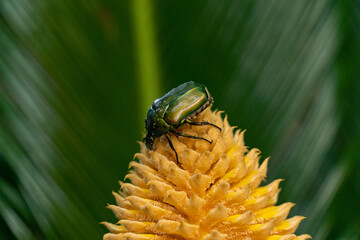 Drone beetle is sucking a nectar from a flower of cycad in Japan.