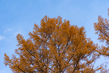 Leaves of tree are become orange in autumn in Nagano prefecture, JAPAN.
