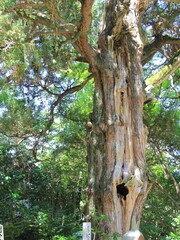 歪んだ樹皮や枝が特徴的なイブキ