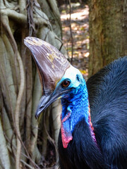 Southern Cassowary Casuarius casuarius)