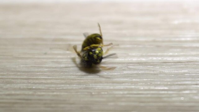 Dying wasp. Death cramps.Flaps its wings.
