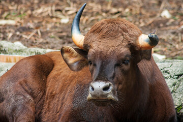 Gaur or Indian bison bulls