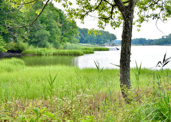 A summer view of a north shore Long Island harbor fringed with marsh grass (Spartina alternaflora)....