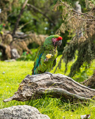 blue and green parrot