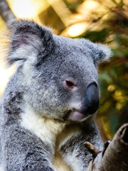 Koala (Phascolarctos cinereus)
