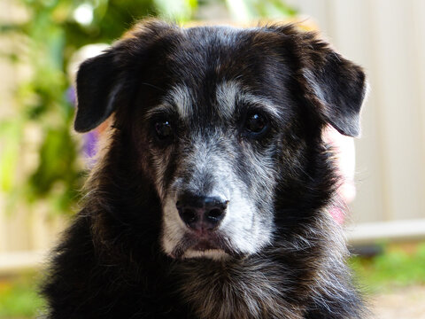 Portrait of pet Belgium Shepherd dog
