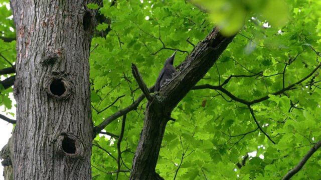  Black Woodpecker on tree near nest in forest, young (Dryocopus martius) - (4K)