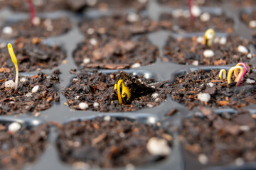 Little green seedlings growing in fertile soil against blurred background