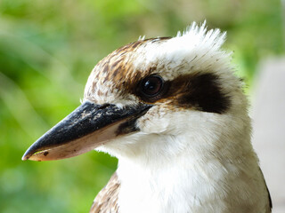 Laughing Kookaburra, (Dacelo novaeguineae)
