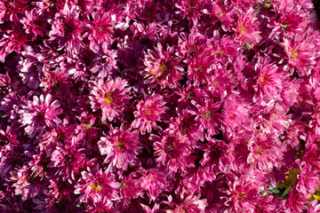 Full frame magenta chrysanthemum flowers background