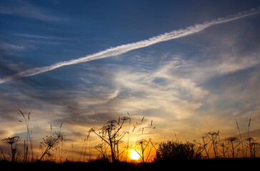 Beautiful bright sunset..Silhouette of a hogweed on a background of sunset and plane trail.