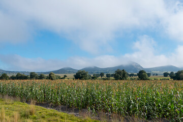 Obraz premium corn field and blue sky