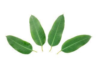 Eucalyptus leaves isolated on white background
