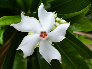Sea Mango (Cerbera manghas) flower.