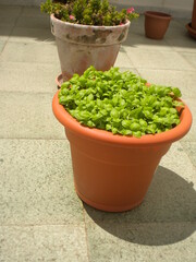 Basilico in prospettiva