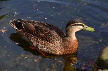 Duck with green bill swimming on clear pond with reflection