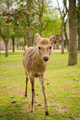 Naklejka na ściany i meble A young deer in Nara Park, Japan. Over 1000 deers live in Nara Park. Deer is considered as a messengers of the gods in and a symbol of Nara city.