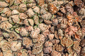 dry seed pod of lotus