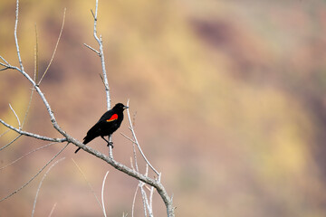 Red-winged Blackbird posing on a dry branch in the morning sunshine