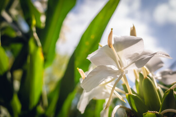 nature landscape of white butterfly ginger