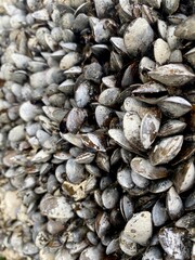 sea shells background