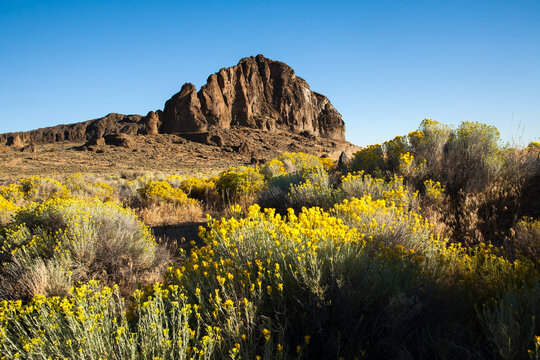 Fort Rock in Fort Rock State Park, located near Silver Lake, Oregon.  Rabbit brush (Ericameria nauseosa) is in bloom.