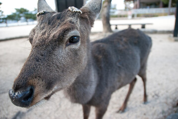 日本の宮島の鹿
