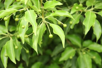 Fototapeta na wymiar Green fruits and leaves of longstalk holly, Ilex pedunculosa