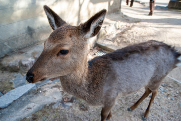 日本の宮島の鹿